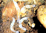 nematodes